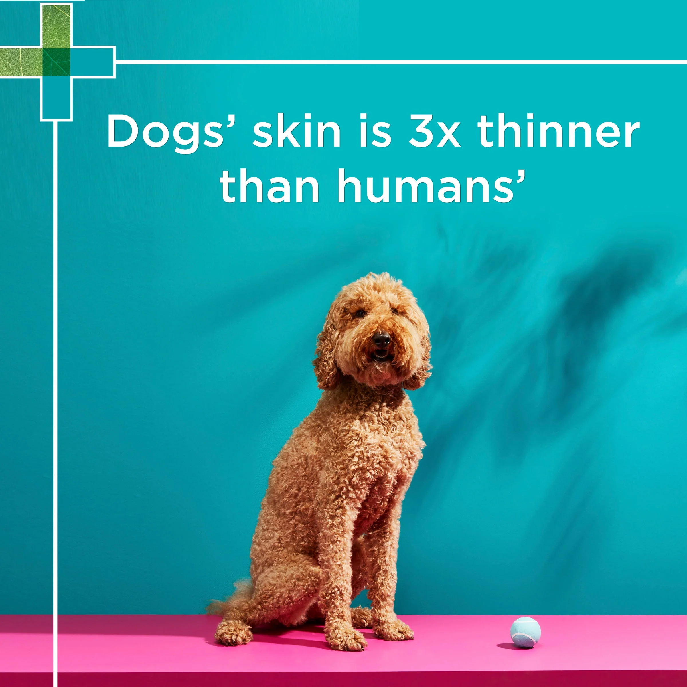 PAW by Blackmores Coat, Skin and Nails Chews for Dogs 300g - Image 6