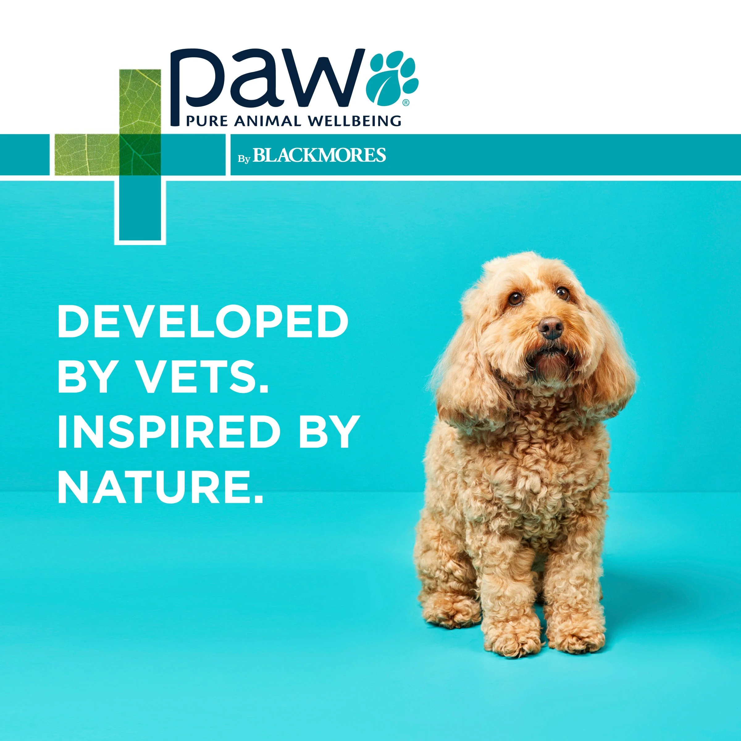 PAW by Blackmores Osteocare Joint Protect Chews for Dogs 500g - Image 9