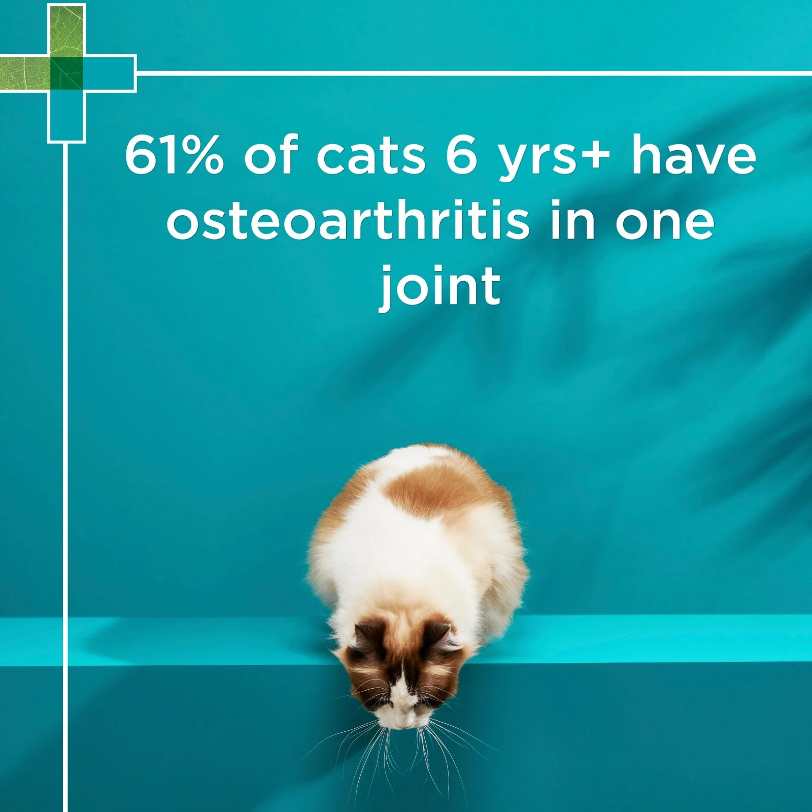 PAW by Blackmores Osteosupport Joint Care Powder Capsules for Cats 60 Pack - Image 7