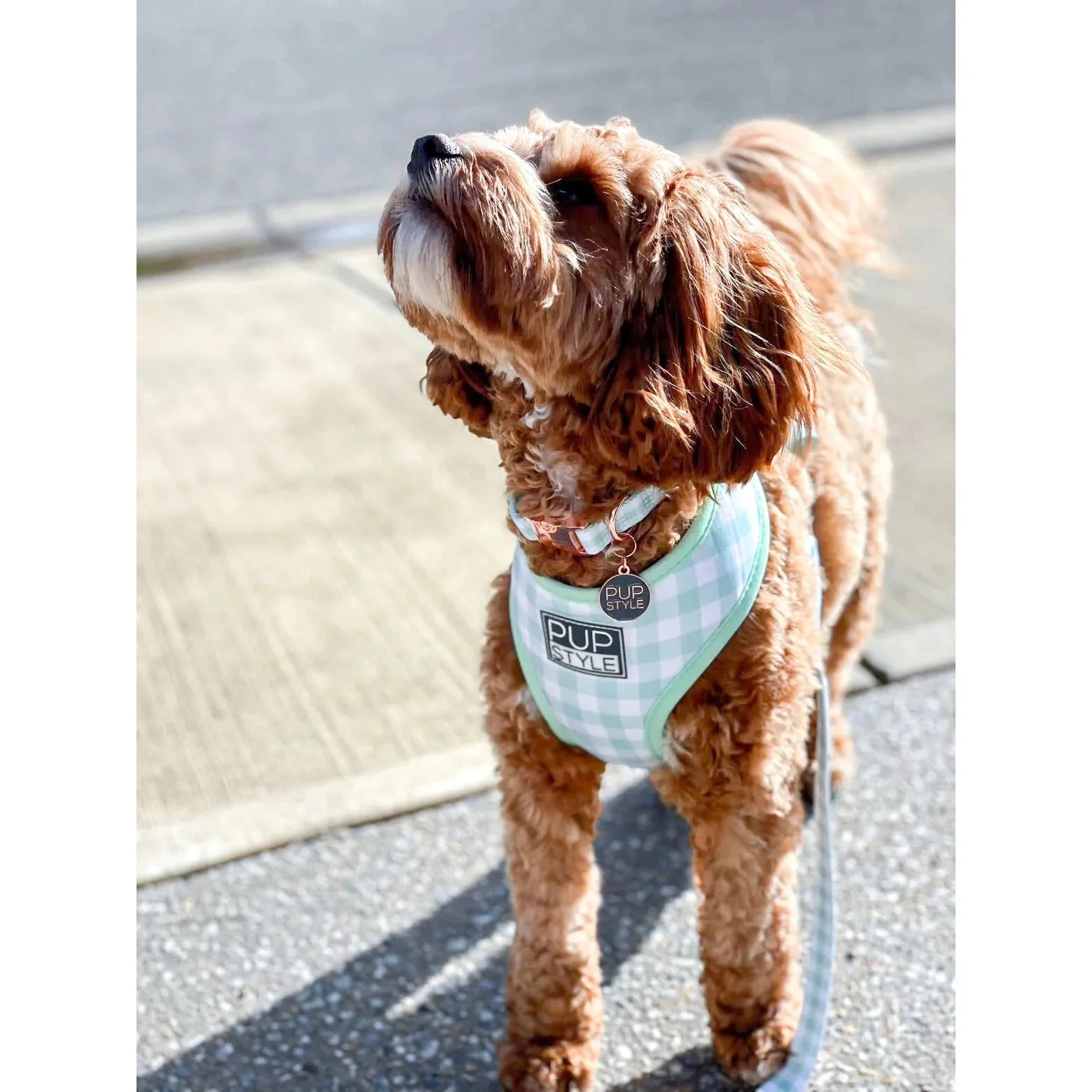 Pupstyle Suburban Collection Sweet Apple Dog Collar Medium - Image 3