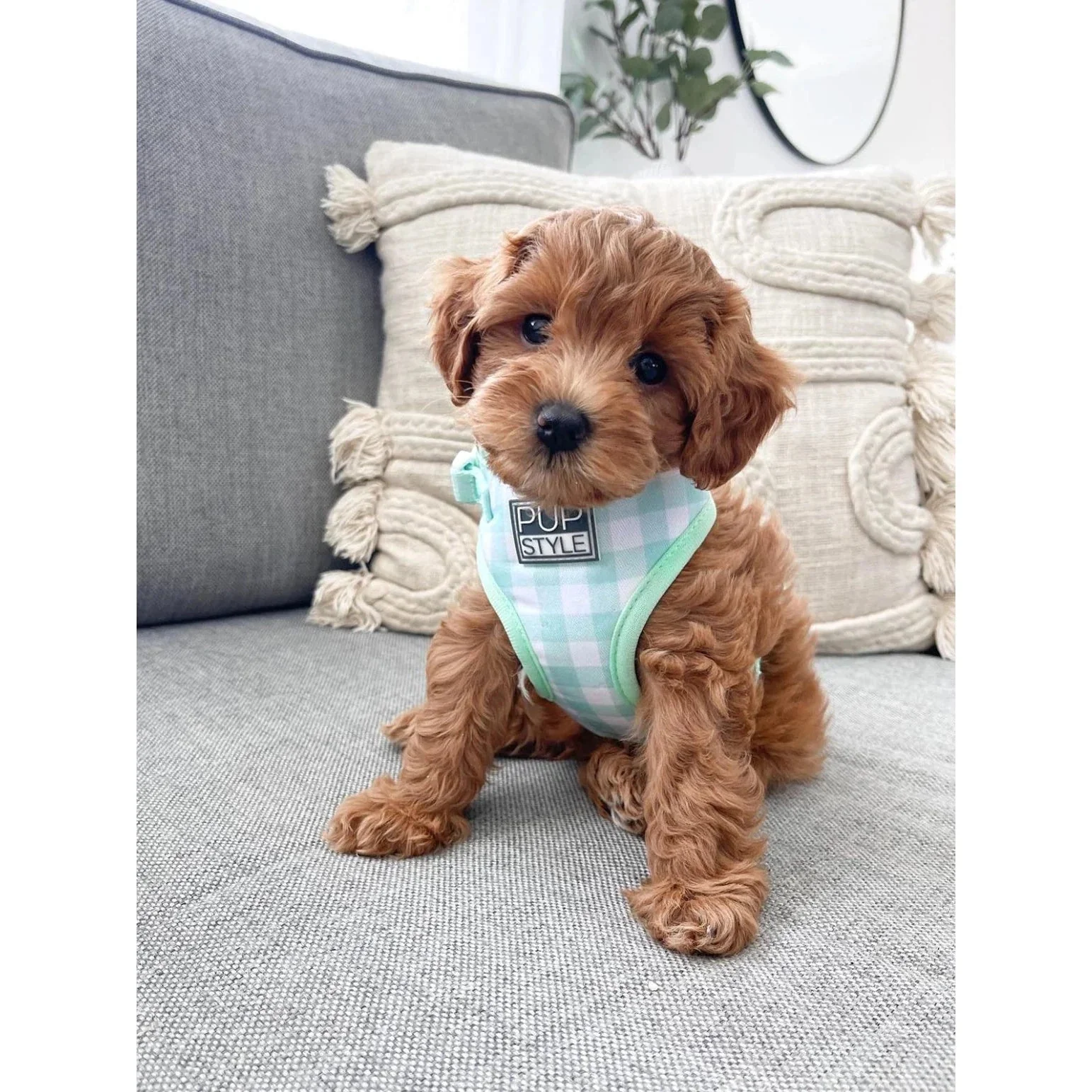 Pupstyle Suburban Collection Sweet Apple Dog Harness Extra Small - Image 5