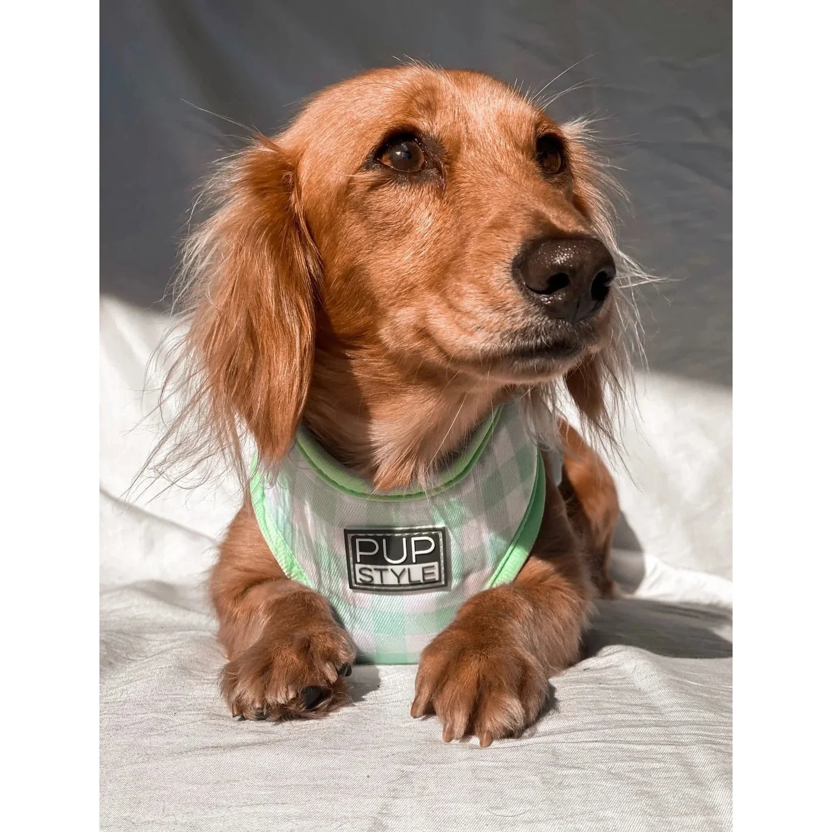 Pupstyle Suburban Collection Sweet Apple Dog Harness Extra Small - Image 6