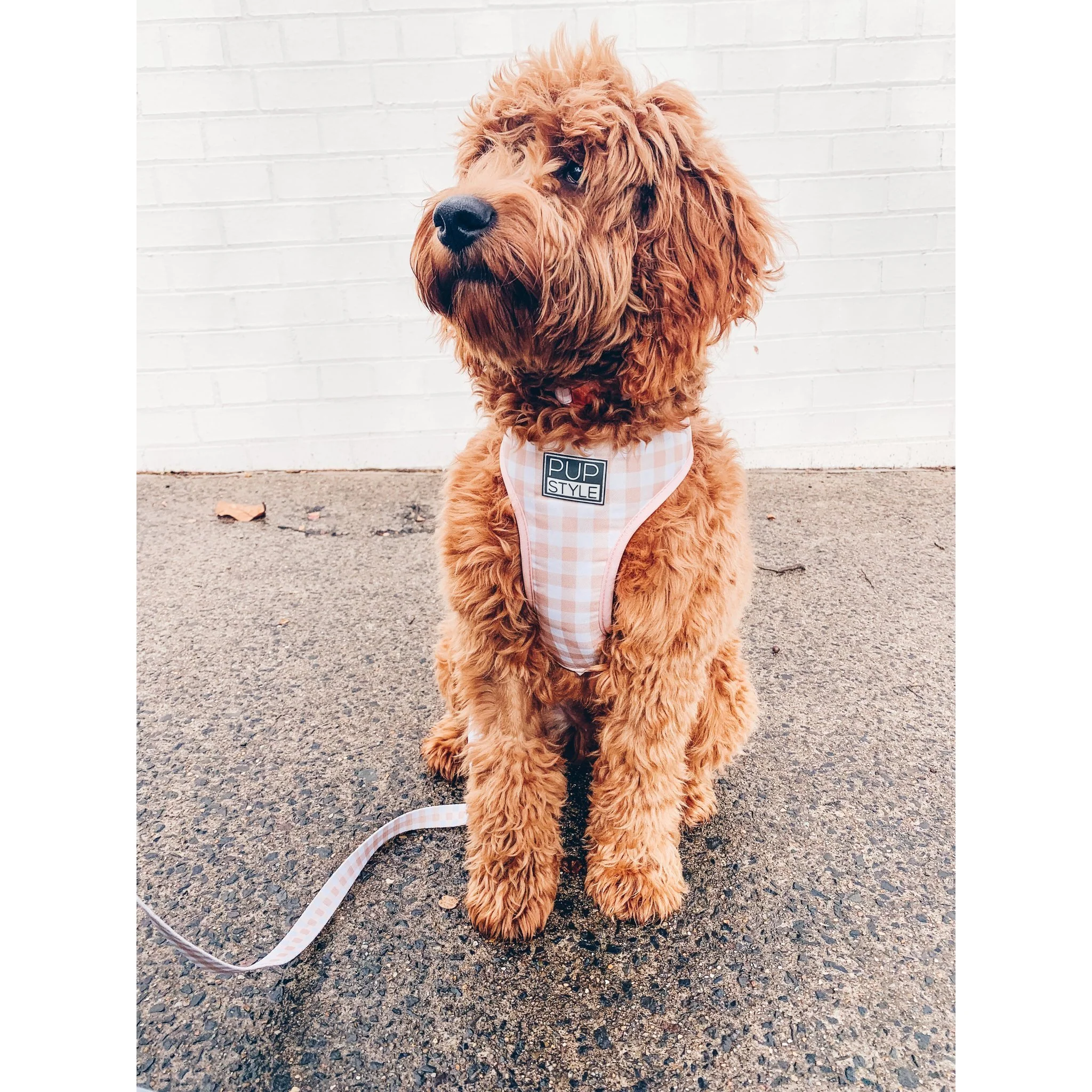 Pupstyle Suburban Creme Brulee Dog Harness Extra Large - Image 4