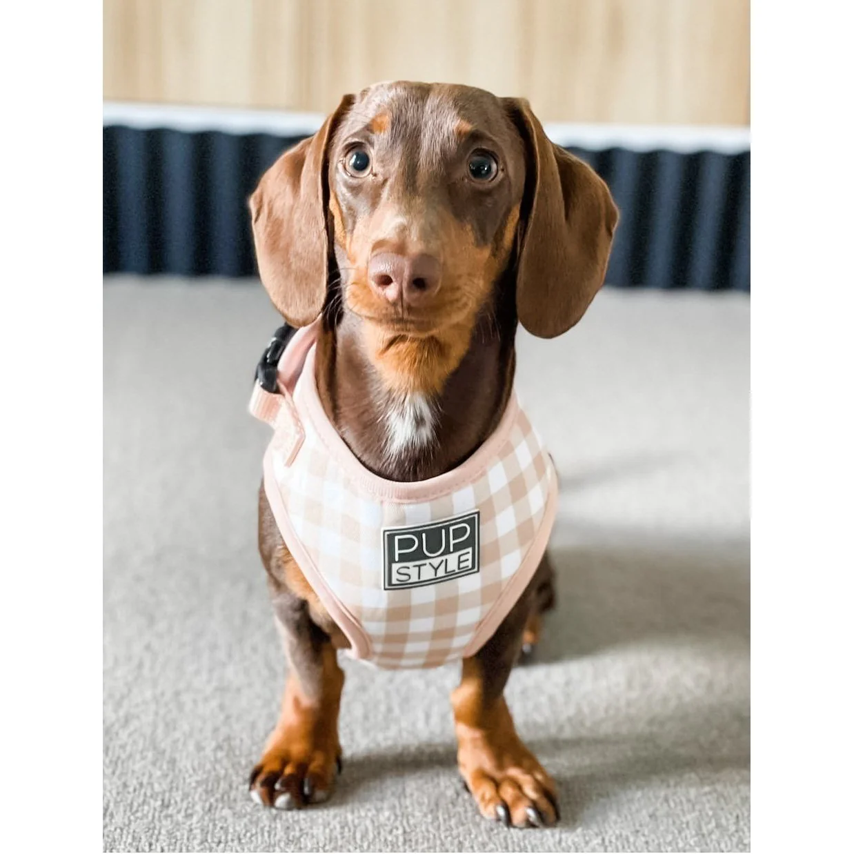 Pupstyle Suburban Creme Brulee Dog Harness Extra Large - Image 5