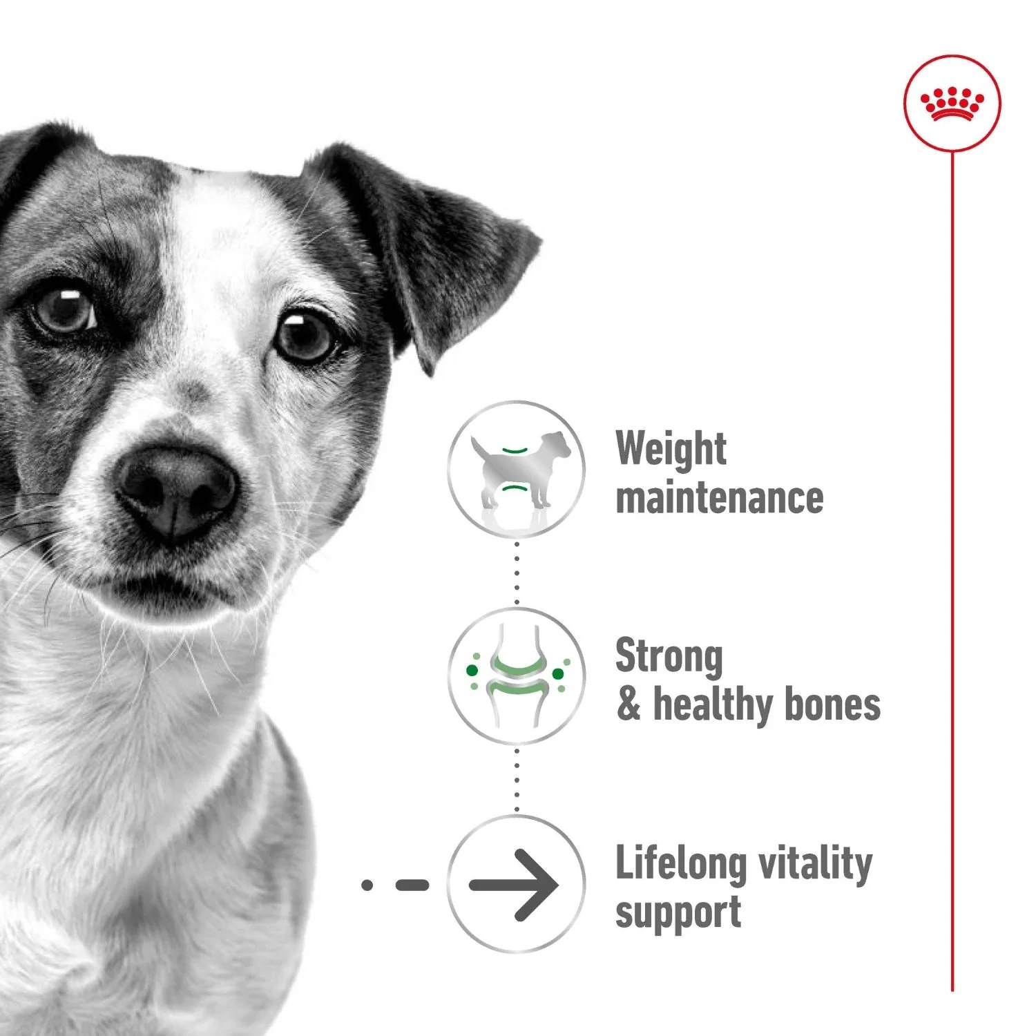 Royal Canin Dog Mini Ageing 12+ Dry Food 1.5kg - Image 2