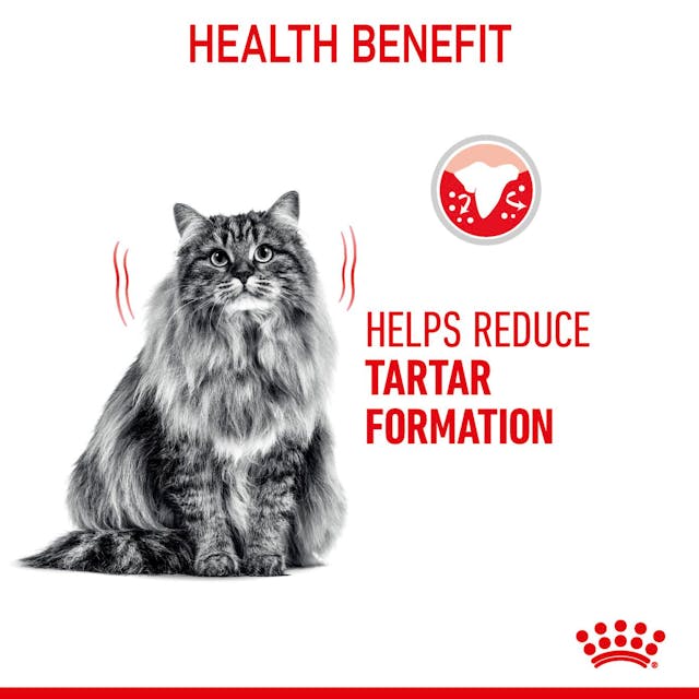 Royal Canin Cat Dental Care Adult Dry Food 3.5kg - Image 5