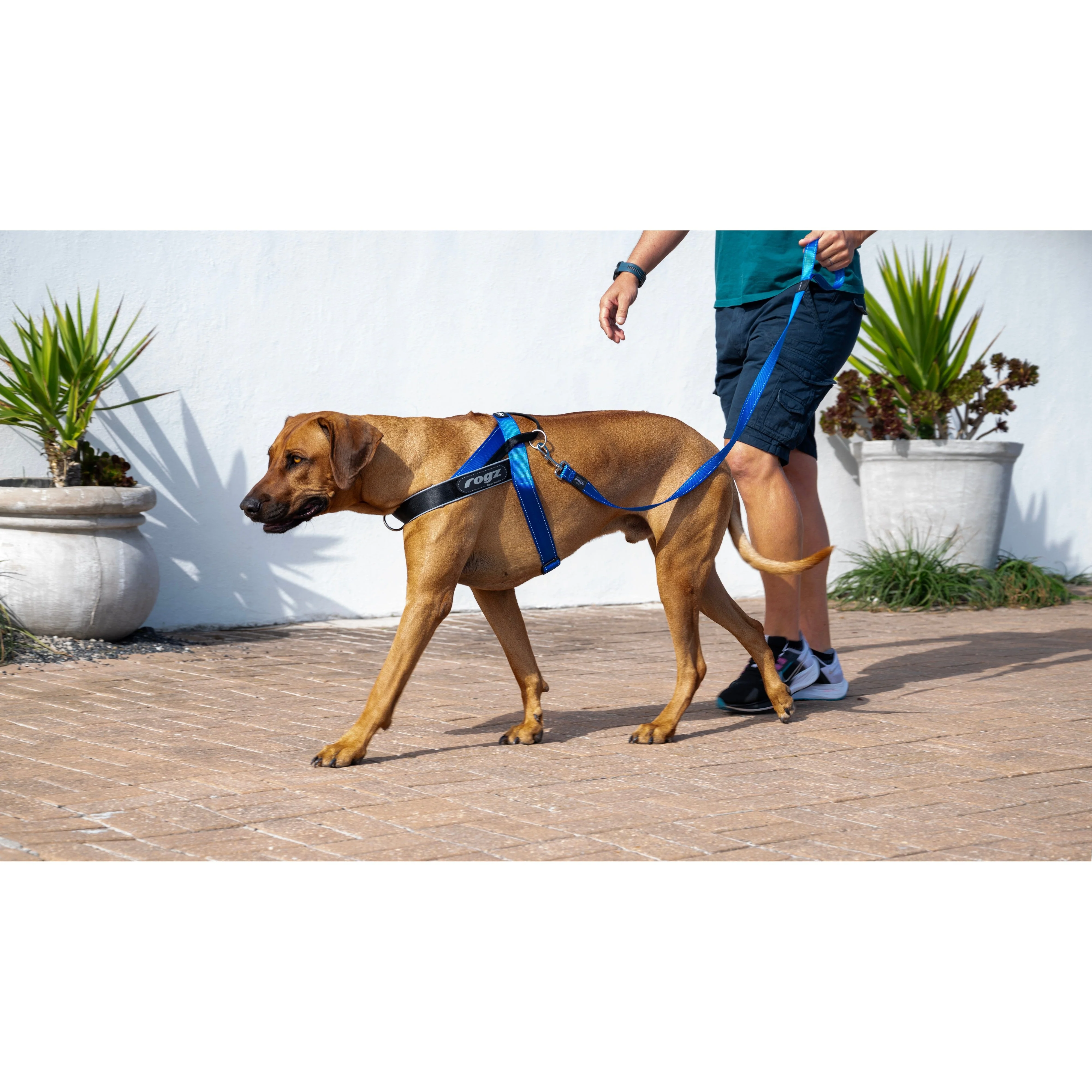 Rogz Utility LetzGo Personalisable Harness Blue Sml - Image 2