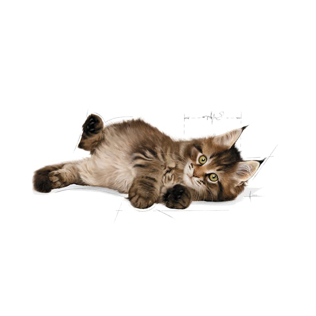 Royal Canin Maine Coon Kitten Dry Food 2kg - Image 6