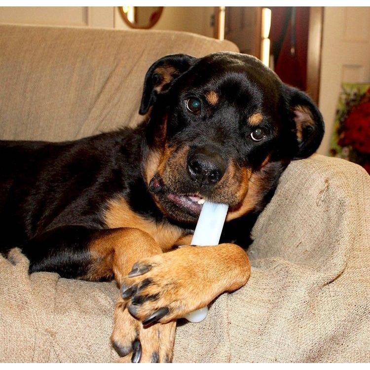 Sporn Marrow Bone Medium Dog Toy - Image 2