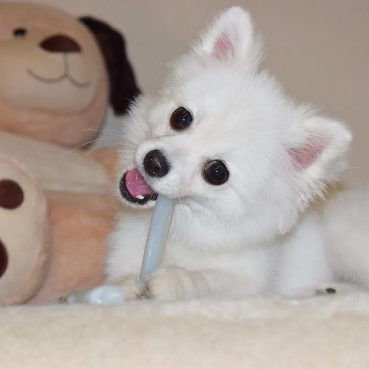 Sporn Marrow Bone Small Dog Toy - Image 3
