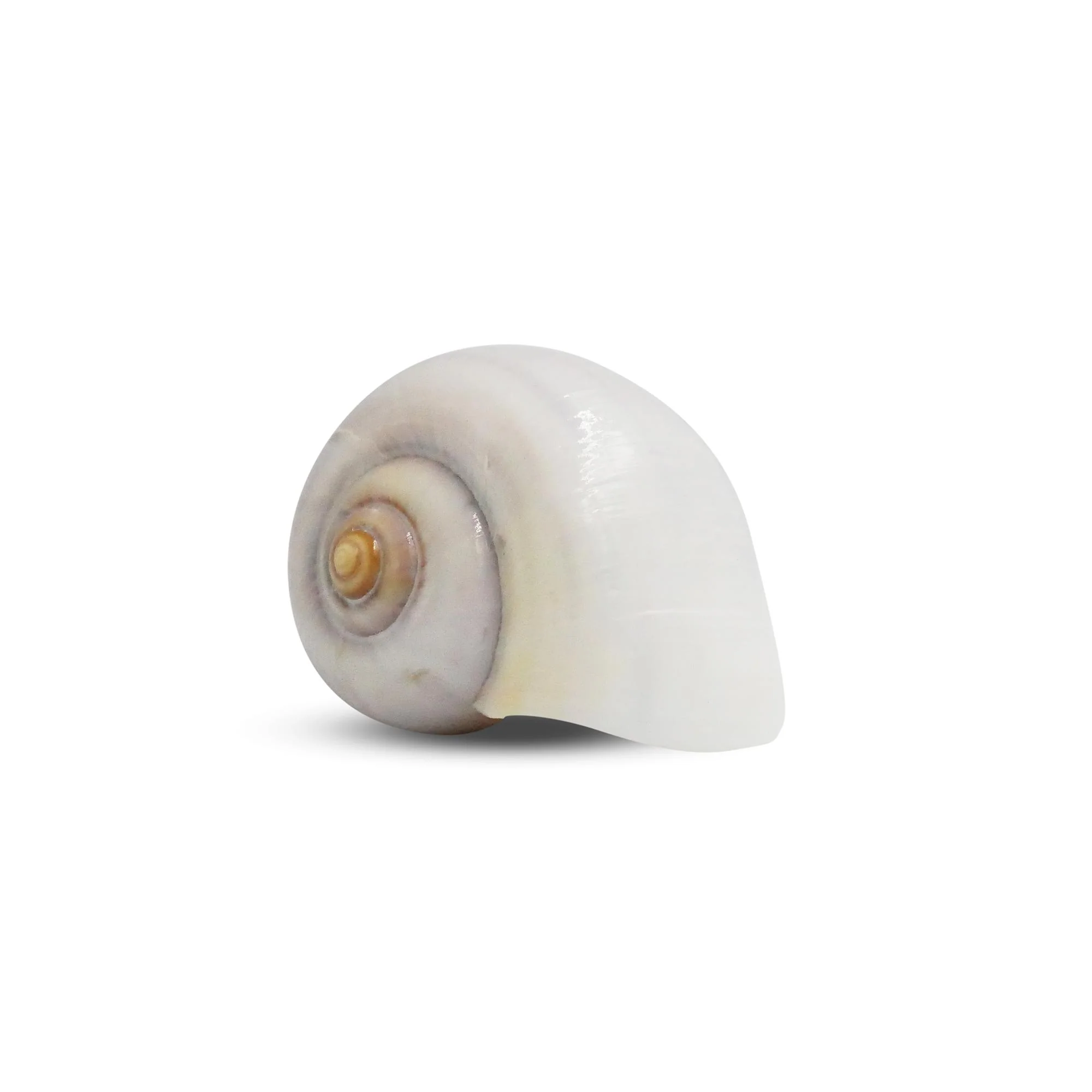 The Krabooz Undercover Natural Shell Large* - Image 2