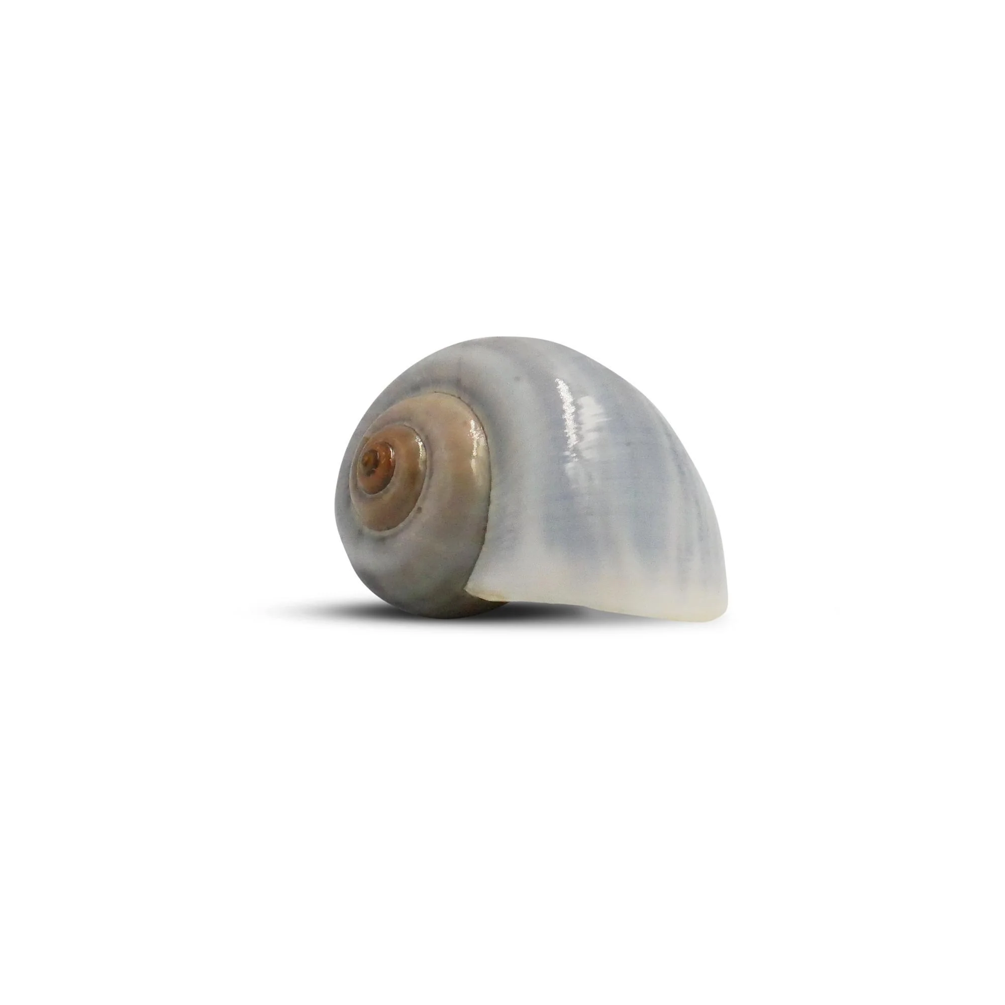 The Krabooz Undercover Natural Shell Large* - Image 4