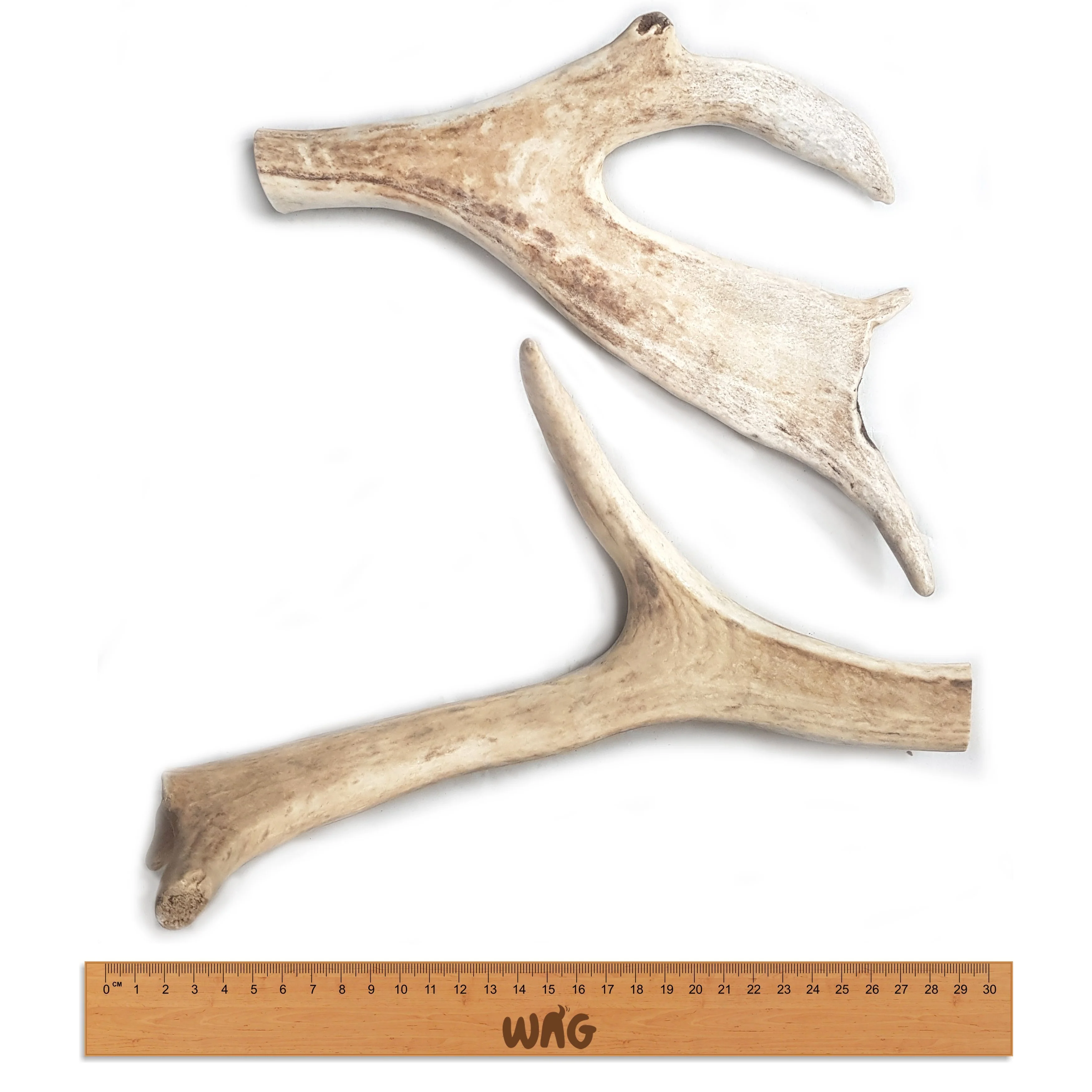 Wag Whole Antler Large Dog Chew Treat - Image 3