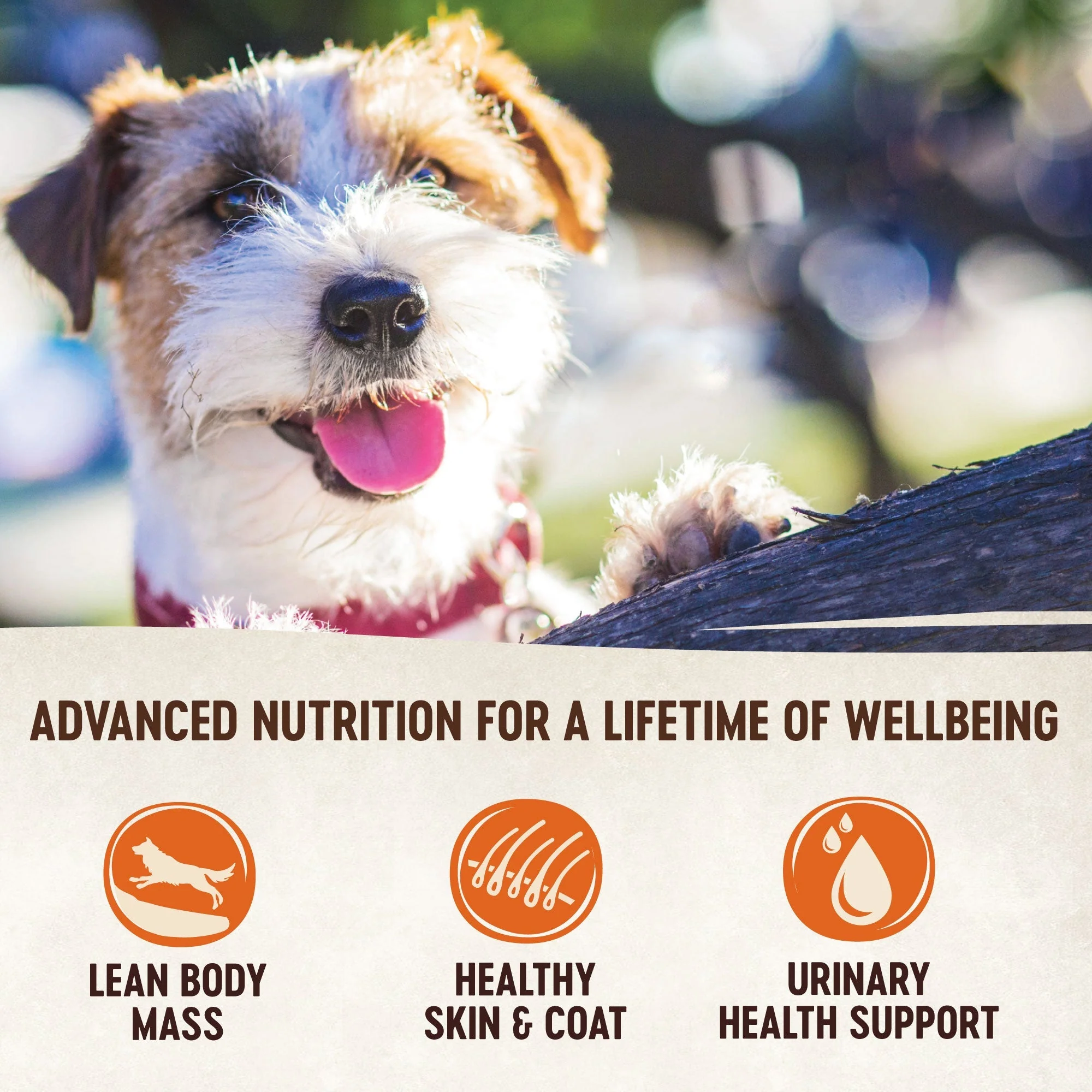 Wellness CORE Simply Shreds Shredded Chicken, Chicken Liver and Broccoli Wet Dog Food 79g x 12 - Image 7
