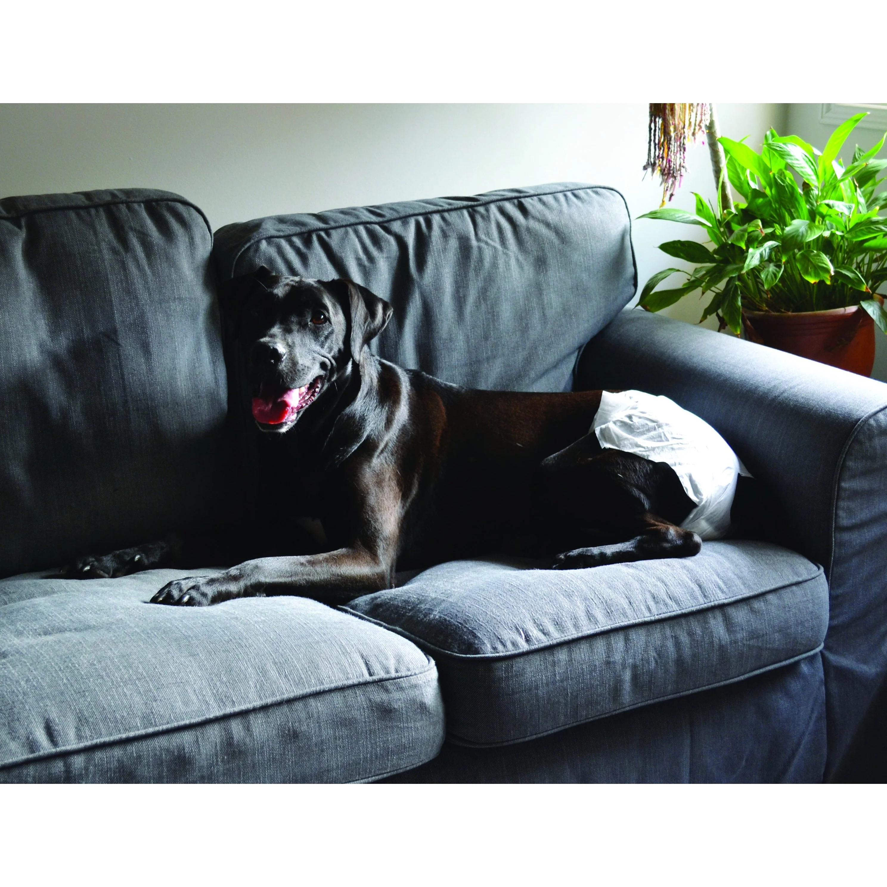 ZeeZ Disposable Dog Diaper Medium 12 Pack - Image 3