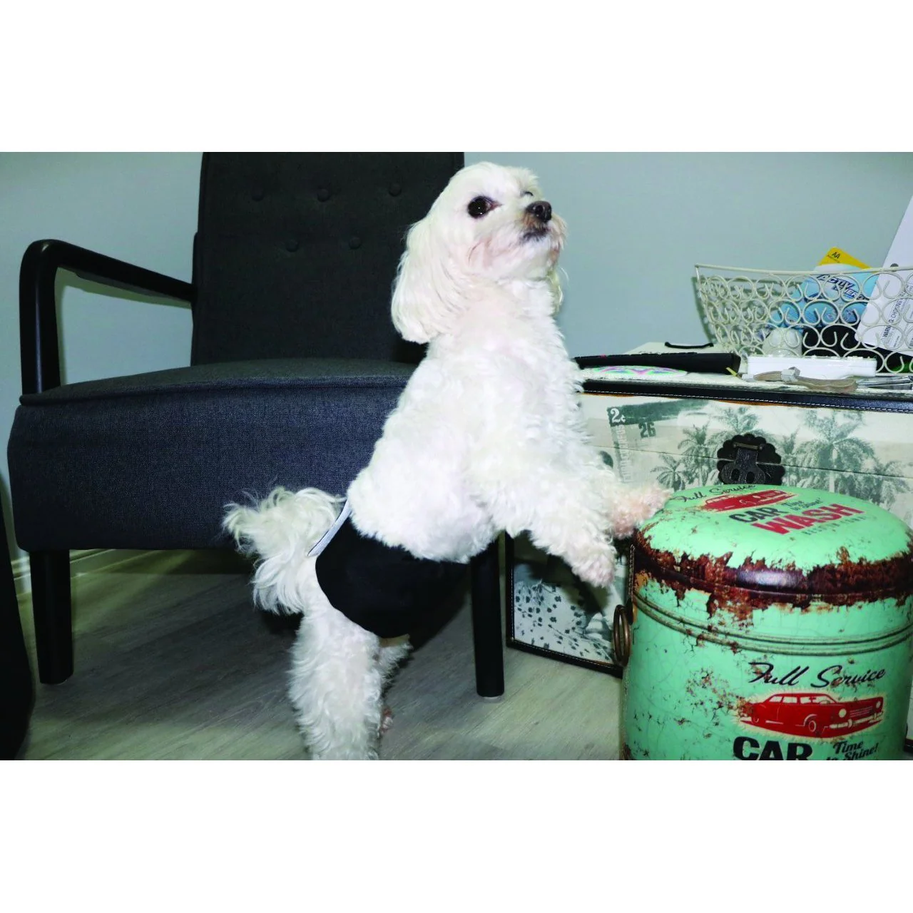 ZeeZ Washable Male Dog Wrap Medium - Image 2