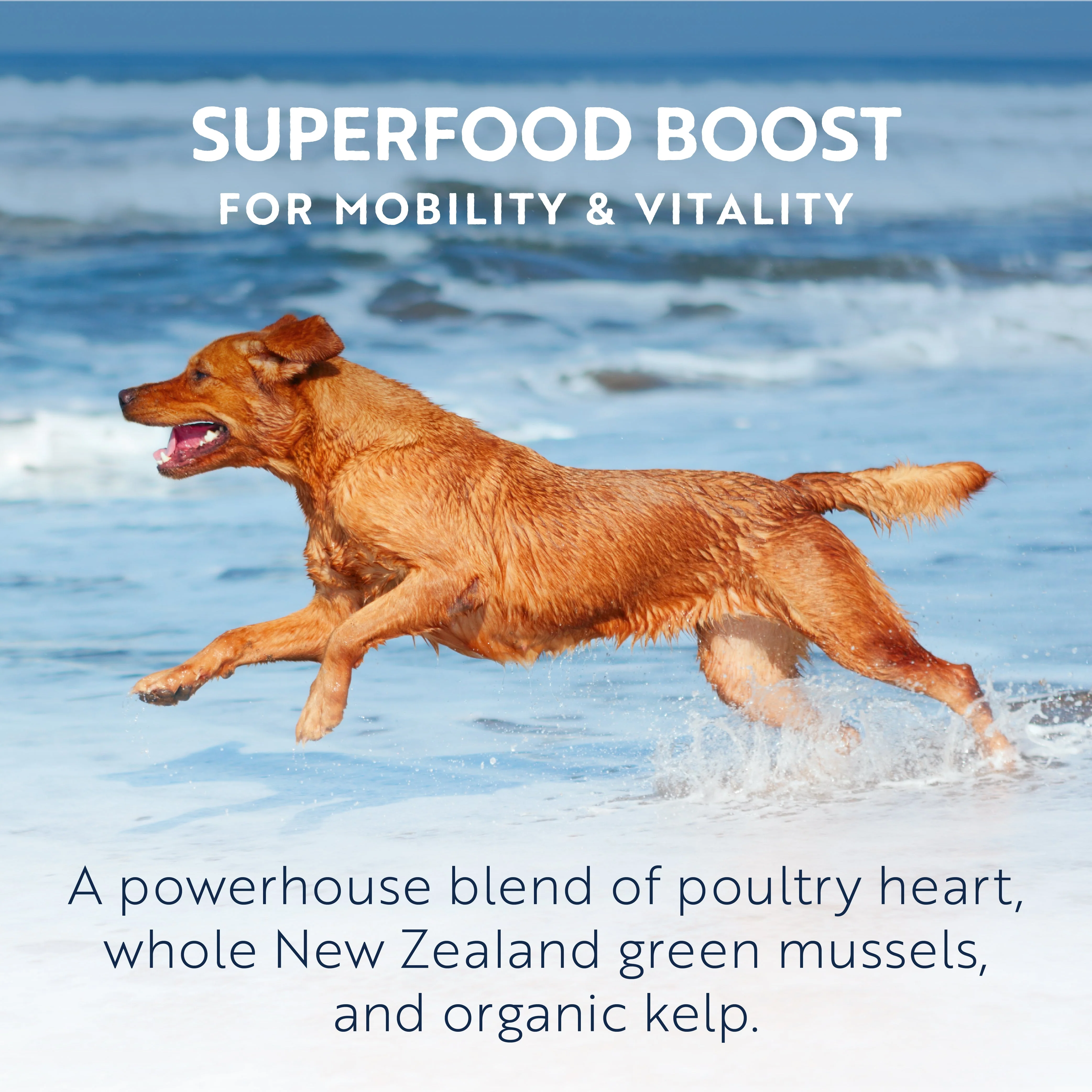 ZIWI Peak Wet Chicken Recipe Dog Food 390g x 12 - Image 8
